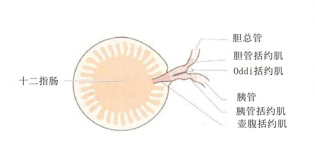 成都胆结石医院科普:胆囊虽小,你知道胆囊功能究竟有多重要吗?(图3) 成都胆结石医院科普:胆囊虽小,你知道胆囊功能究竟有多重要吗?(图3)