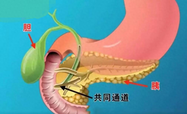 成都胆结石医院科普:胆囊虽小,你知道胆囊功能究竟有多重要吗?(图1) 成都胆结石医院科普:胆囊虽小,你知道胆囊功能究竟有多重要吗?(图1)
